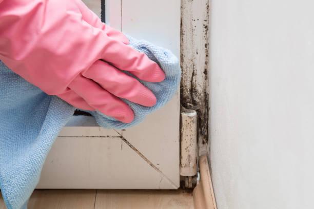 Environmental Consulting for Mold Prevention in Roessleville, NY